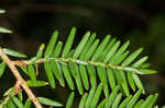 Eastern hemlock